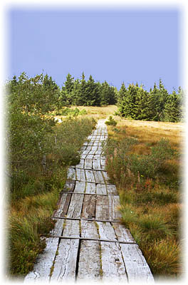 Wanderung durchs Hochmoor